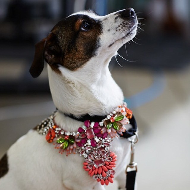 Anthropologie-Instagram