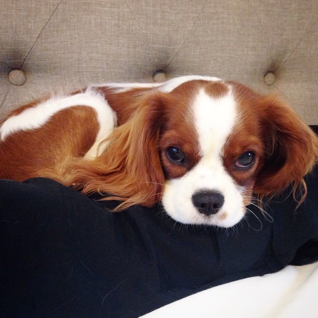 Teddy-the-Cavalier